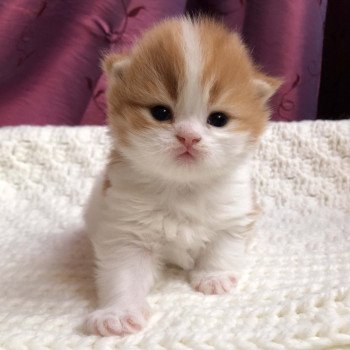 Kitten Highland Straight Hyôga Chatterie Nekobaa Kitten Highland Straight Hyôga Chatterie Nekobaa