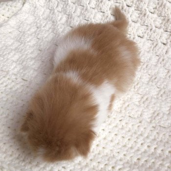 Kitten Highland Straight Hyôga Chatterie Nekobaa Kitten Highland Straight Hyôga Chatterie Nekobaa