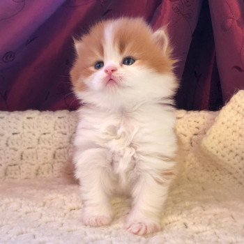 Kitten Highland Straight Hyôga Chatterie Nekobaa Kitten Highland Straight Hyôga Chatterie Nekobaa