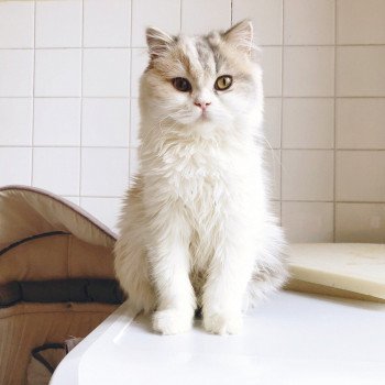 Cat Highland Straight Ayako Chatterie Nekobaa Cat Highland Straight Ayako Chatterie Nekobaa