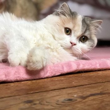 Cat Highland Straight Ayako Chatterie Nekobaa Cat Highland Straight Ayako Chatterie Nekobaa