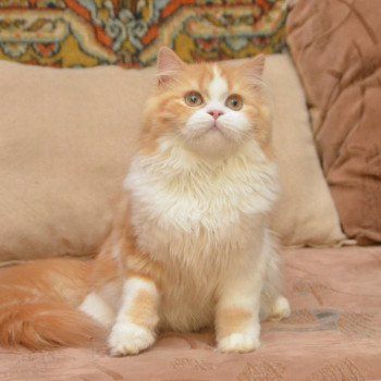 Cat Highland Straight Mikasa Chatterie Nekobaa Cat Highland Straight Mikasa Chatterie Nekobaa