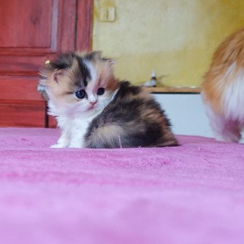 Cat Highland Straight Mikasa Chatterie Nekobaa Cat Highland Straight Mikasa Chatterie Nekobaa