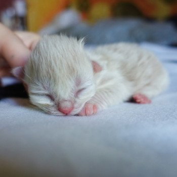 Cat Highland Straight Atsui Chatterie Nekobaa Cat Highland Straight Atsui Chatterie Nekobaa