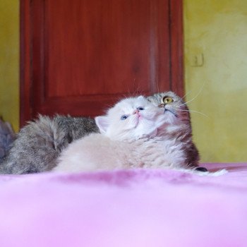 Cat Highland Straight Atsui Chatterie Nekobaa Cat Highland Straight Atsui Chatterie Nekobaa