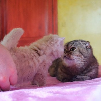 Cat Highland Straight Atsui Chatterie Nekobaa Cat Highland Straight Atsui Chatterie Nekobaa