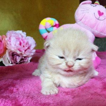Cat Highland Straight Atsui Chatterie Nekobaa Cat Highland Straight Atsui Chatterie Nekobaa