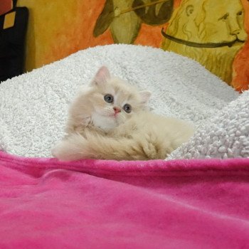 Cat Highland Straight Atsui Chatterie Nekobaa Cat Highland Straight Atsui Chatterie Nekobaa