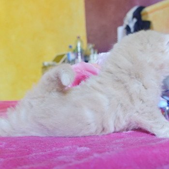 Cat Highland Straight Atsui Chatterie Nekobaa Cat Highland Straight Atsui Chatterie Nekobaa