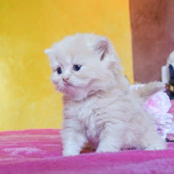 Cat Highland Straight Atsui Chatterie Nekobaa Cat Highland Straight Atsui Chatterie Nekobaa