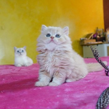 Cat Highland Straight Atsui Chatterie Nekobaa Cat Highland Straight Atsui Chatterie Nekobaa