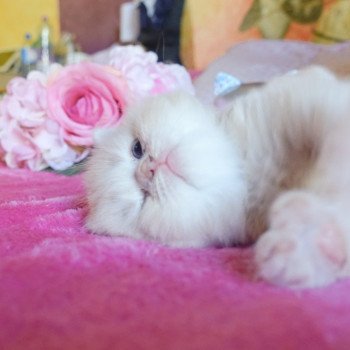 Cat Highland Straight Atsui Chatterie Nekobaa Cat Highland Straight Atsui Chatterie Nekobaa