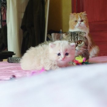 Cat Highland Straight Atsui Chatterie Nekobaa Cat Highland Straight Atsui Chatterie Nekobaa