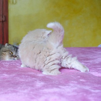 Cat Highland Straight Atsui Chatterie Nekobaa Cat Highland Straight Atsui Chatterie Nekobaa