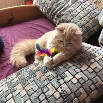 Cat Highland Straight Atsui Chatterie Nekobaa Cat Highland Straight Atsui Chatterie Nekobaa