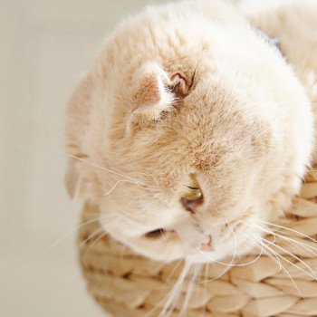 Cat Scottish Fold Holly Chatterie Nekobaa Cat Scottish Fold Holly Chatterie Nekobaa