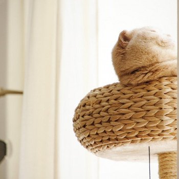 Cat Scottish Fold Holly Chatterie Nekobaa Cat Scottish Fold Holly Chatterie Nekobaa
