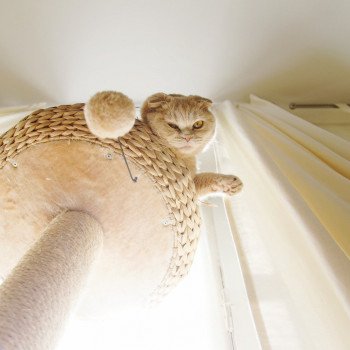 Cat Scottish Fold Holly Chatterie Nekobaa Cat Scottish Fold Holly Chatterie Nekobaa
