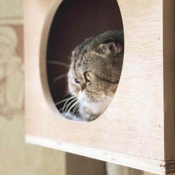 Cat Scottish Fold John Chatterie Nekobaa Cat Scottish Fold John Chatterie Nekobaa