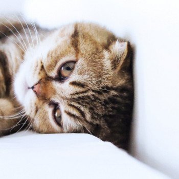 Cat Scottish Fold John Chatterie Nekobaa Cat Scottish Fold John Chatterie Nekobaa