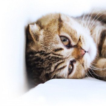 Cat Scottish Fold John Chatterie Nekobaa Cat Scottish Fold John Chatterie Nekobaa