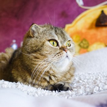 Cat Scottish Fold John Chatterie Nekobaa Cat Scottish Fold John Chatterie Nekobaa