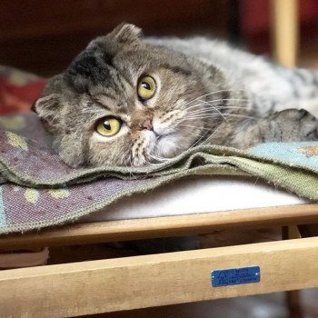Cat Scottish Fold John Chatterie Nekobaa Cat Scottish Fold John Chatterie Nekobaa
