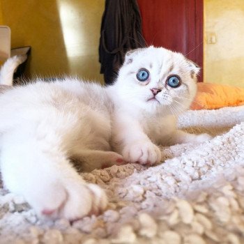 ebisu-scottishfold-3m ebisu-scottishfold-3m