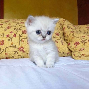 Cat Scottish Straight Eirin Chatterie Nekobaa Cat Scottish Straight Eirin Chatterie Nekobaa