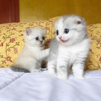 Cat Scottish Straight Eirin Chatterie Nekobaa Cat Scottish Straight Eirin Chatterie Nekobaa