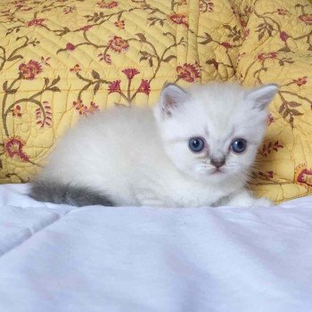 Cat Scottish Straight Eirin Chatterie Nekobaa Cat Scottish Straight Eirin Chatterie Nekobaa