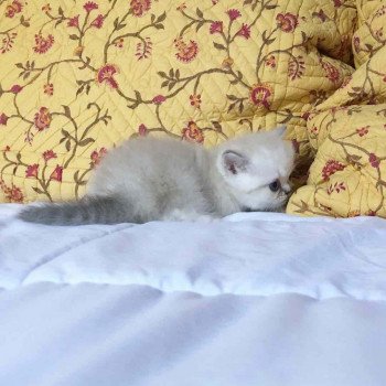 Cat Scottish Straight Eirin Chatterie Nekobaa Cat Scottish Straight Eirin Chatterie Nekobaa