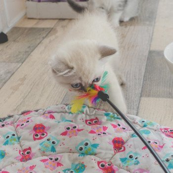 Cat Scottish Straight Eirin Chatterie Nekobaa Cat Scottish Straight Eirin Chatterie Nekobaa