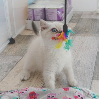 Cat Scottish Straight Eirin Chatterie Nekobaa Cat Scottish Straight Eirin Chatterie Nekobaa