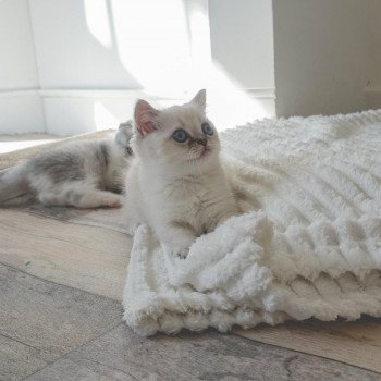 Cat Scottish Straight Eirin Chatterie Nekobaa Cat Scottish Straight Eirin Chatterie Nekobaa