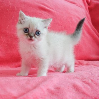 Cat Scottish Straight Eirin Chatterie Nekobaa Cat Scottish Straight Eirin Chatterie Nekobaa