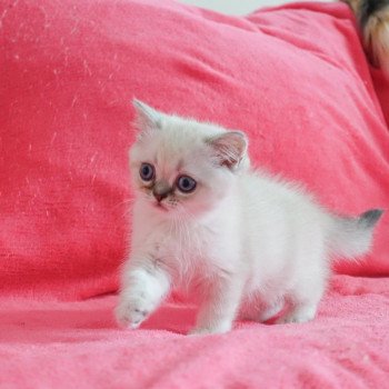 Cat Scottish Straight Eirin Chatterie Nekobaa Cat Scottish Straight Eirin Chatterie Nekobaa