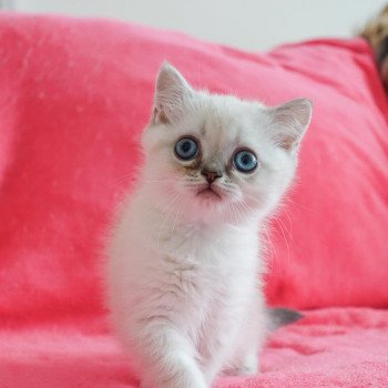 Cat Scottish Straight Eirin Chatterie Nekobaa Cat Scottish Straight Eirin Chatterie Nekobaa