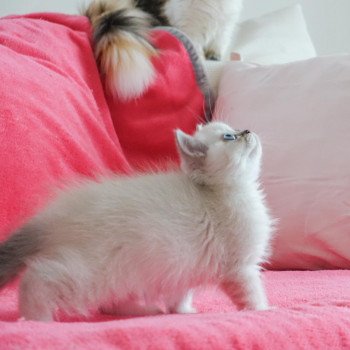 Cat Scottish Straight Eirin Chatterie Nekobaa Cat Scottish Straight Eirin Chatterie Nekobaa