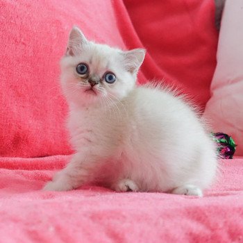 Cat Scottish Straight Eirin Chatterie Nekobaa Cat Scottish Straight Eirin Chatterie Nekobaa