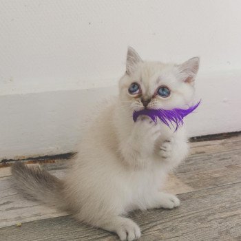 Cat Scottish Straight Eirin Chatterie Nekobaa Cat Scottish Straight Eirin Chatterie Nekobaa