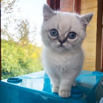 Cat Scottish Straight Eirin Chatterie Nekobaa Cat Scottish Straight Eirin Chatterie Nekobaa