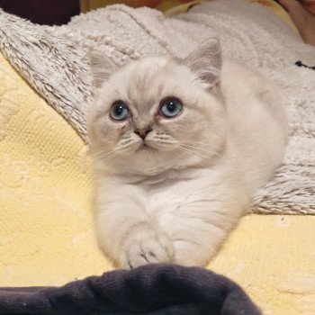 Cat Scottish Straight Eirin Chatterie Nekobaa Cat Scottish Straight Eirin Chatterie Nekobaa