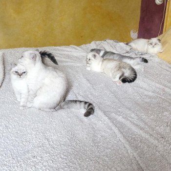 Cat Scottish Straight Eirin Chatterie Nekobaa Cat Scottish Straight Eirin Chatterie Nekobaa