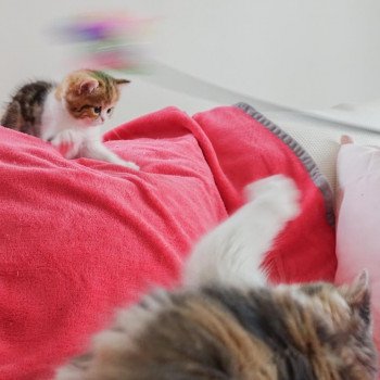Cat Scottish Straight Fumiko Chatterie Nekobaa Cat Scottish Straight Fumiko Chatterie Nekobaa