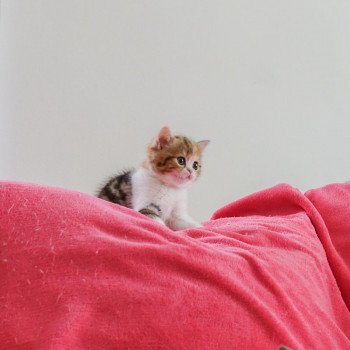 Cat Scottish Straight Fumiko Chatterie Nekobaa Cat Scottish Straight Fumiko Chatterie Nekobaa