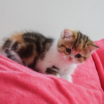 Cat Scottish Straight Fumiko Chatterie Nekobaa Cat Scottish Straight Fumiko Chatterie Nekobaa