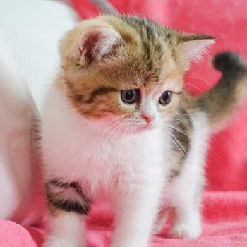 Cat Scottish Straight Fumiko Chatterie Nekobaa Cat Scottish Straight Fumiko Chatterie Nekobaa