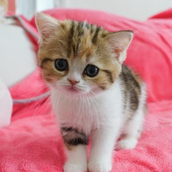 Cat Scottish Straight Fumiko Chatterie Nekobaa Cat Scottish Straight Fumiko Chatterie Nekobaa