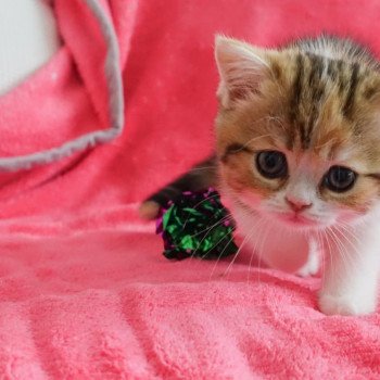 Cat Scottish Straight Fumiko Chatterie Nekobaa Cat Scottish Straight Fumiko Chatterie Nekobaa
